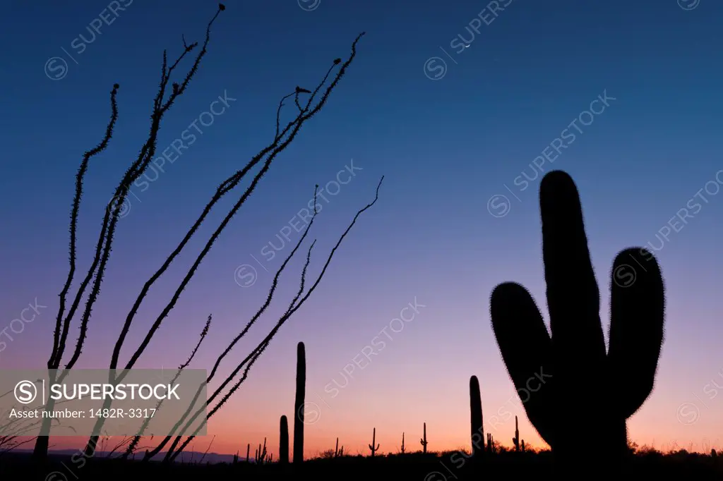 USA, Arizona, Tucson, Saguaro National Park, Rincon Mountain District