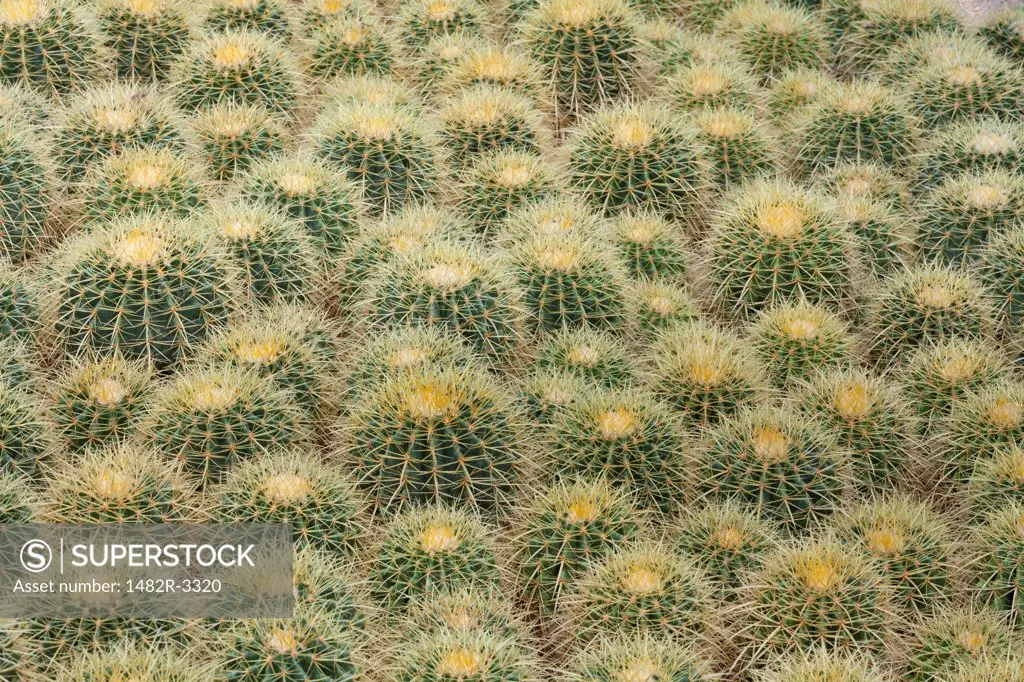 USA, Arizona, Tucson, Cactus at Bach's Cactus Nursery