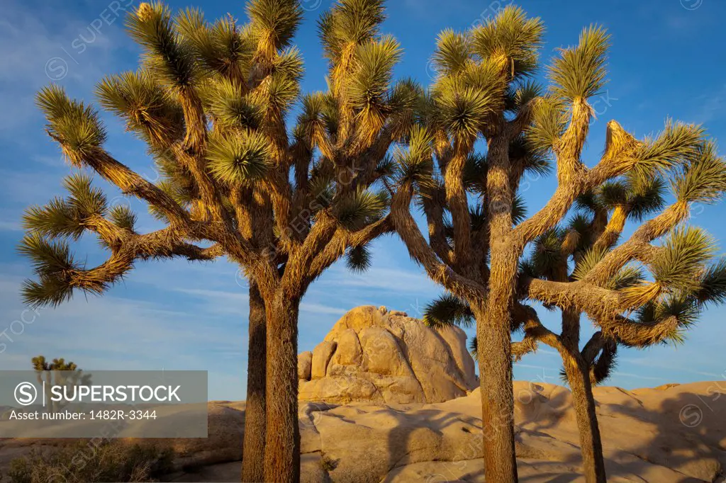 USA, California, Joshua Tree National Park, Hidden Valley, Landscape with rock and trees