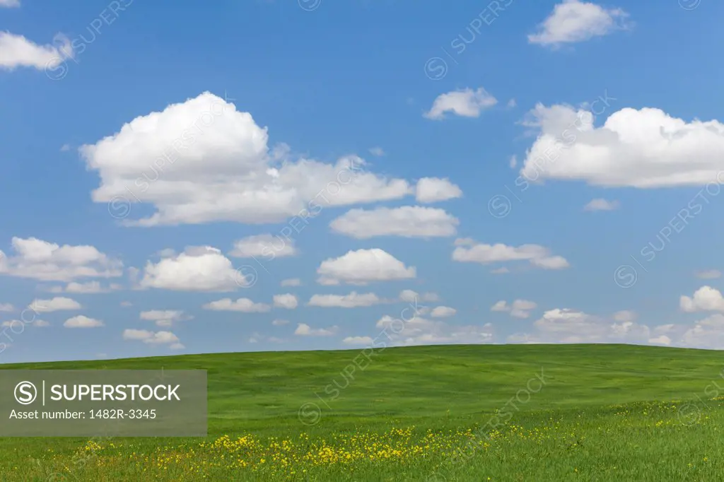 USA, California, Landscape with Fields near Bakersfield