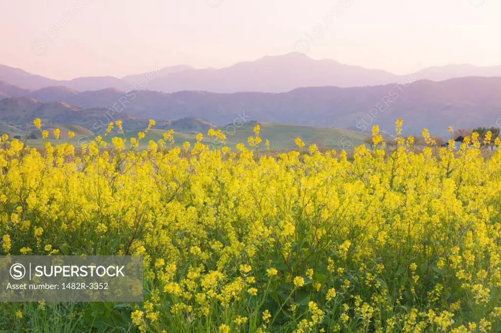 USA, California, Porterville, Lake Success, Landscape with meadow