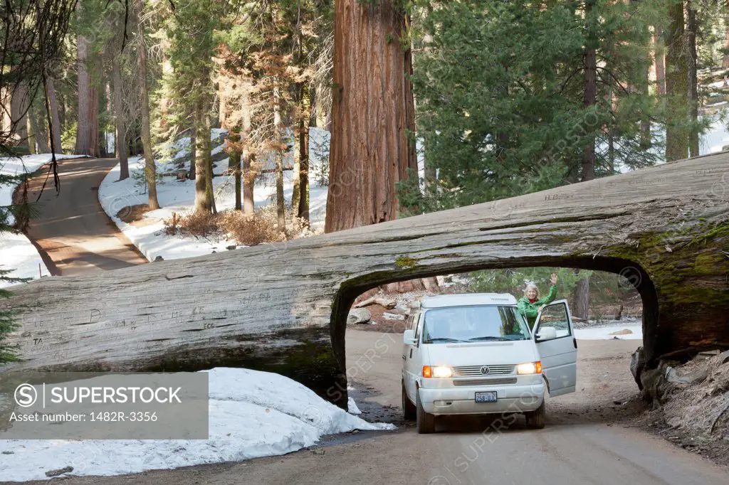 USA, California, Sequoia National Park, Front view of car driving through tree