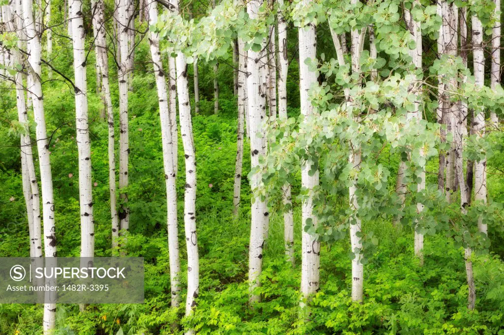USA, Washington State, Aspen Trees near Leavenworth