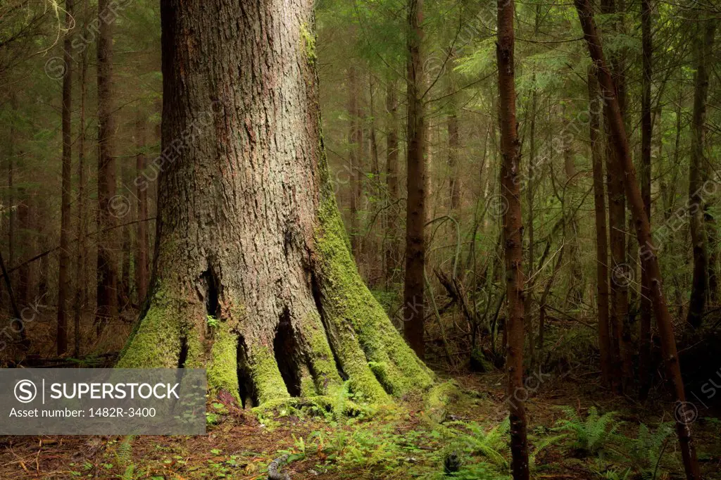 USA, Washington State, Big Sitka Spruce Tree, Near La Push