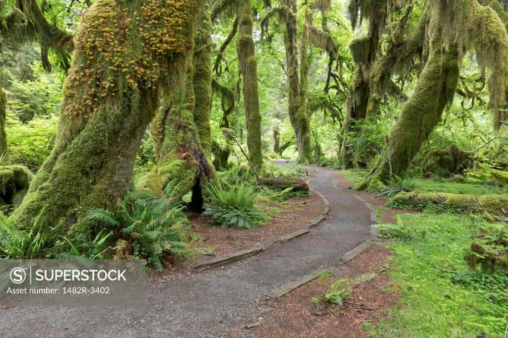 USA, Washington State, Hall of Mosses Trail, Hoh River Rainforest, Olympic National Park