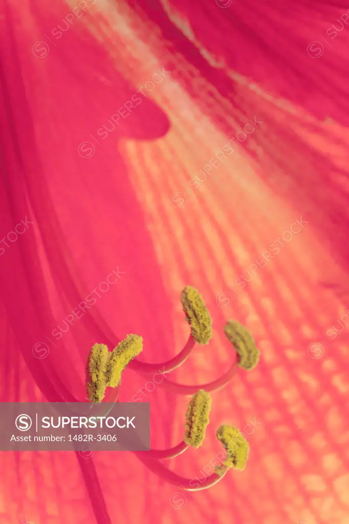 Amaryllus Bloom
