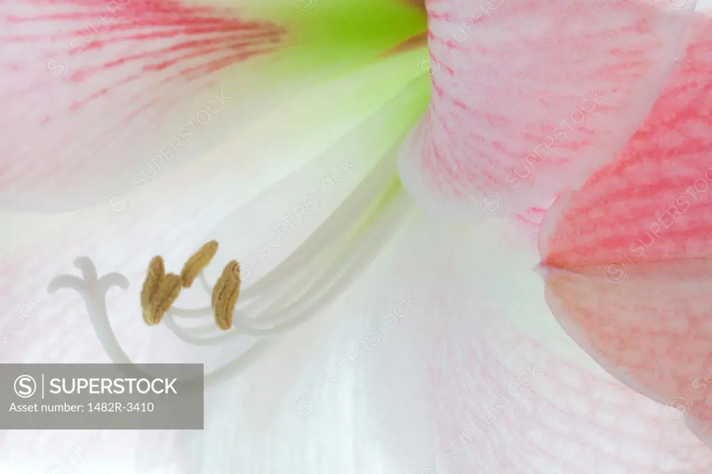 Close up of Amaryllis, Pink Diamond