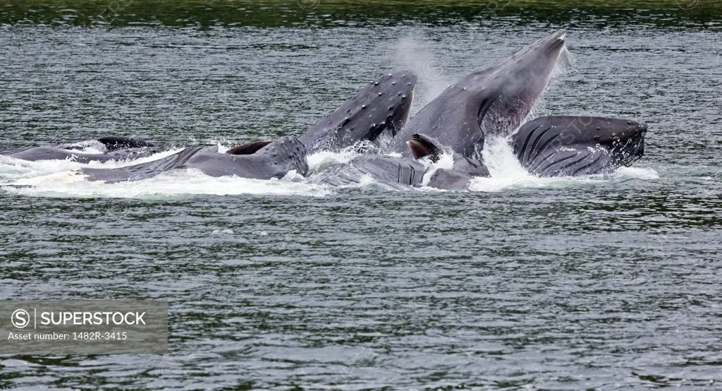 Humpback whale (Megaptera novaeangliae) bubble net feeding, Hoonah, Chichagof Island, Alaska, USA