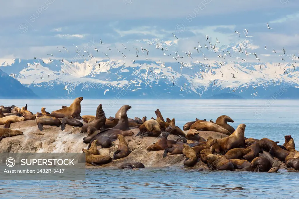 Steller sea lions (Eumetopias jubatus) on the rock with flock of Black-legged Kittiwakes (Rissa tridactyla) flying, Marble Island, Glacier Bay National Park, Alaska, USA