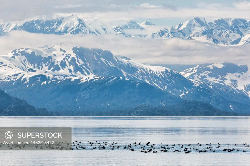 Flock of Surf Scoters (Melanitta perspicillata) with snowcapped mountain range in the background, Gloomy Knob, Fairweather Range, Glacier Bay National Park, Alaska, USA