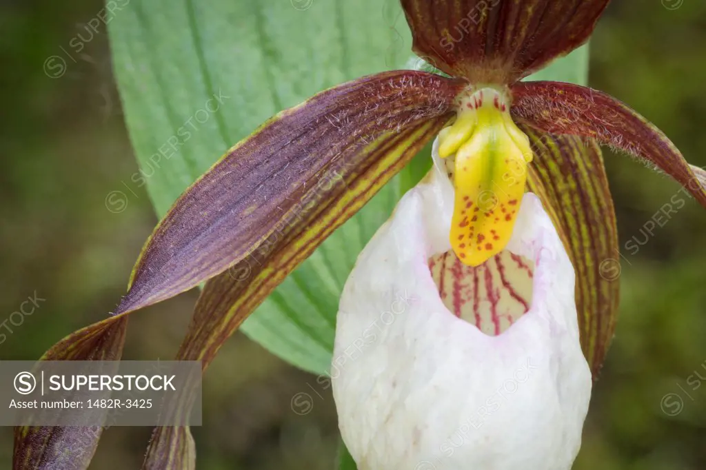 Close-up of a Fairy Slipper orchid (Calypso bulbosa), Gloomy Knob, Glacier Bay National Park, Alaska, USA