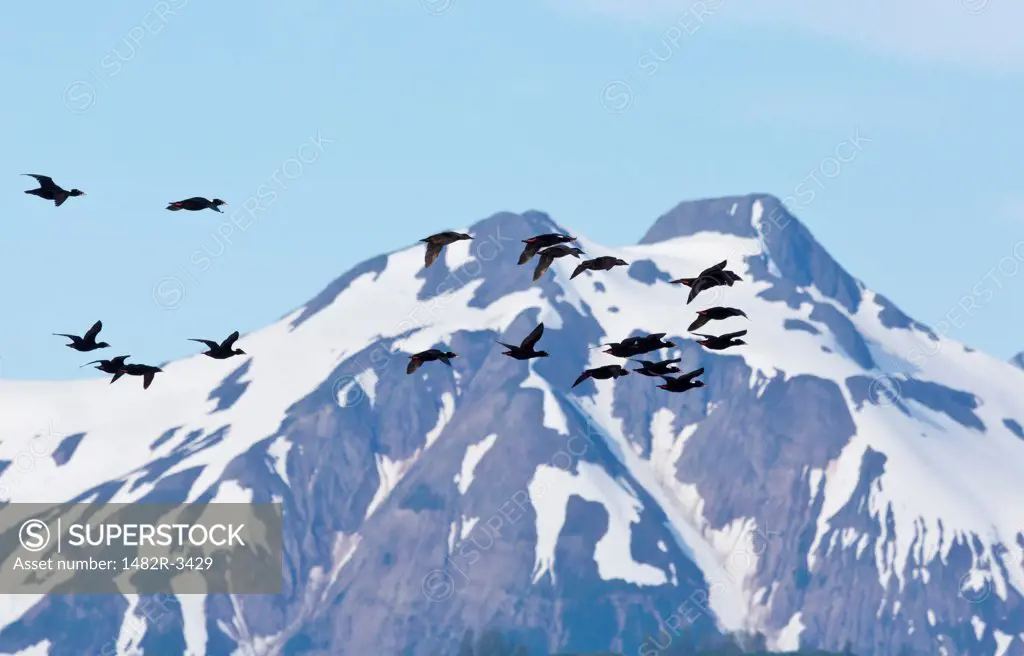 Flock of Surf Scoters (Melanitta perspicillata) flying, Gloomy Knob, Glacier Bay National Park, Alaska, USA
