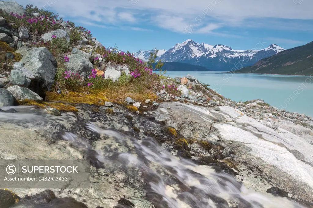 Stream and dwarf fireweed, Reid Glacier, Glacier Bay National Park, Alaska, USA