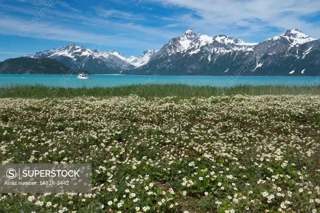 Wild Strawberry flowers in a field, Gilbert Bay, Glacier Bay National Park, Alaska, USA