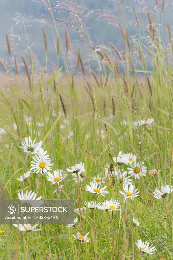 Arctic daisy (Erigeron humilis) flowers in a field, Dundas Bay, Glacier Bay National Park, Alaska, USA