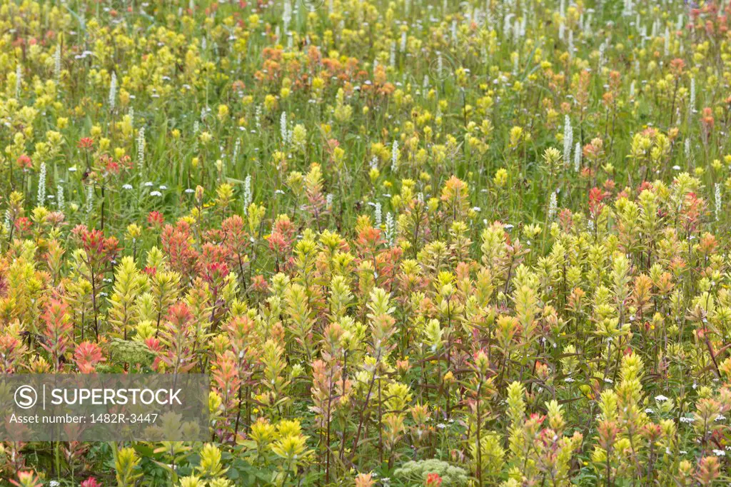 Indian Paintbrush (Castilleja) flowers in a field, Dundas Bay, Glacier Bay National Park, Alaska, USA