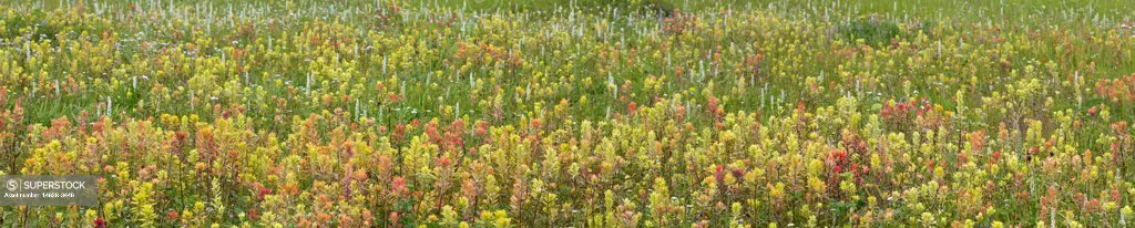 Indian Paintbrush (Castilleja) flowers in a field, Dundas Bay, Glacier Bay National Park, Alaska, USA