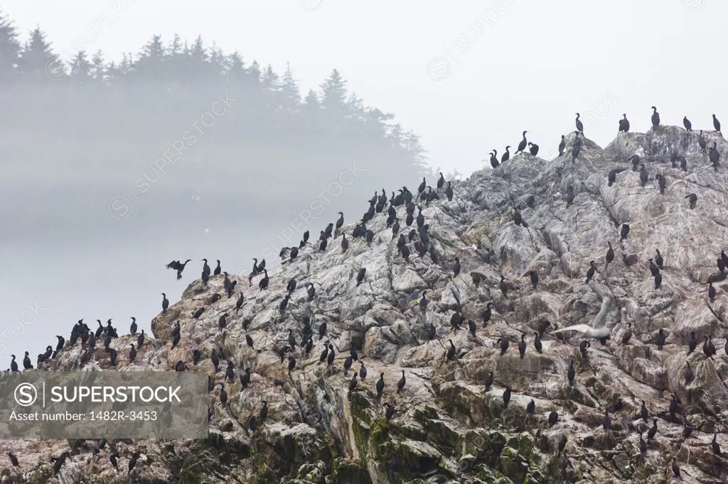 Flock of Cormorants on the rock, Inian Island, Elfin Cove, Alaska, USA