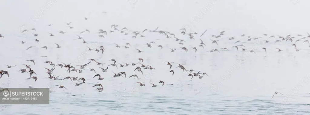 Flock of Phalaropes flying over an ocean, Inian Island, Elfin Cove, Alaska, USA