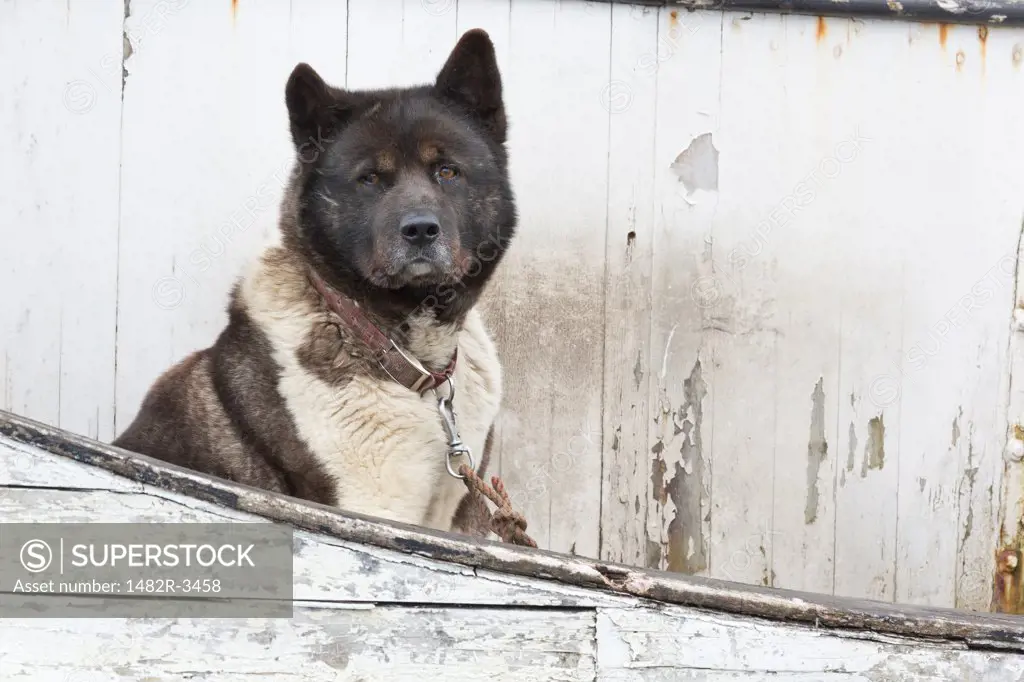 Guard dog on a fishing boat, Hoonah, Chichagof Island, Alaska, USA