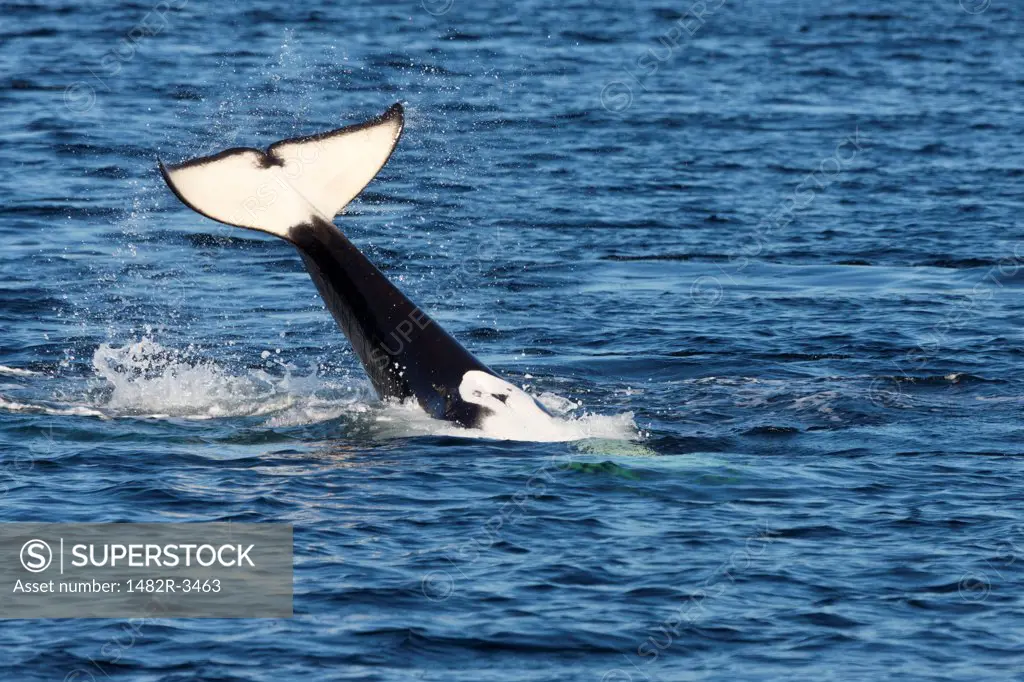 Killer whale (Orcinus orca) tail-lobbing in an ocean, Tenakee Springs, Chichagof Island, Alaska, USA