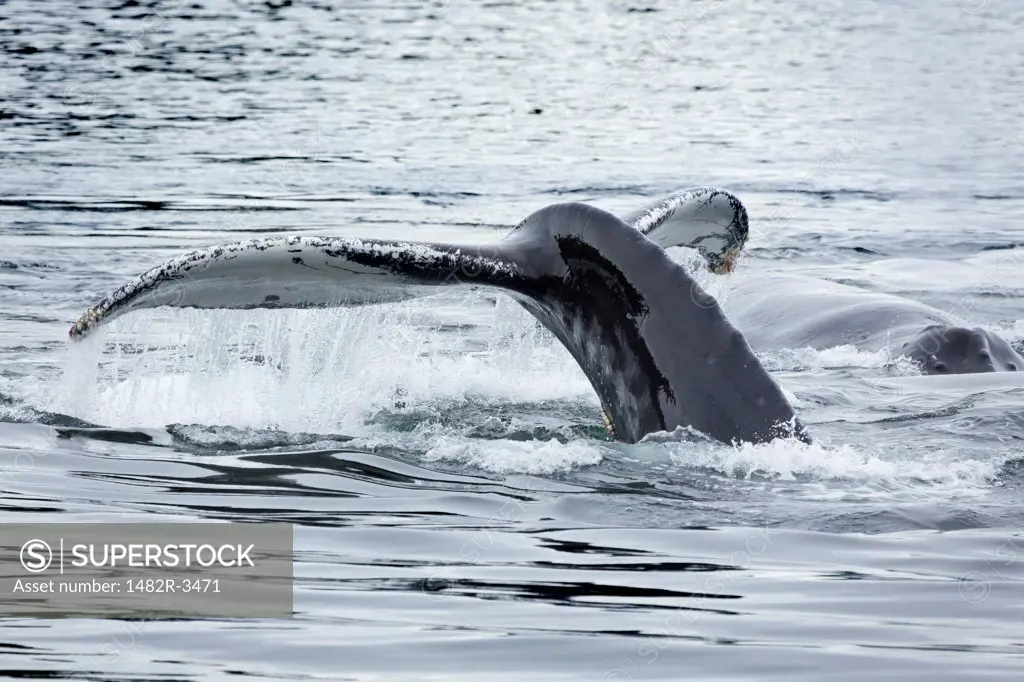 Humpback Whales (Megaptera novaeangliae) breaching in an ocean, Seymour Canal, Alaska, USA
