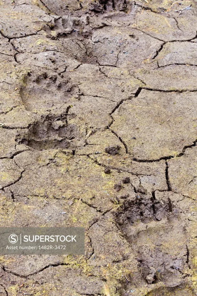 Brown bear (Ursus arctos) tracks in mud, Windfall Harbor, Alaska, USA