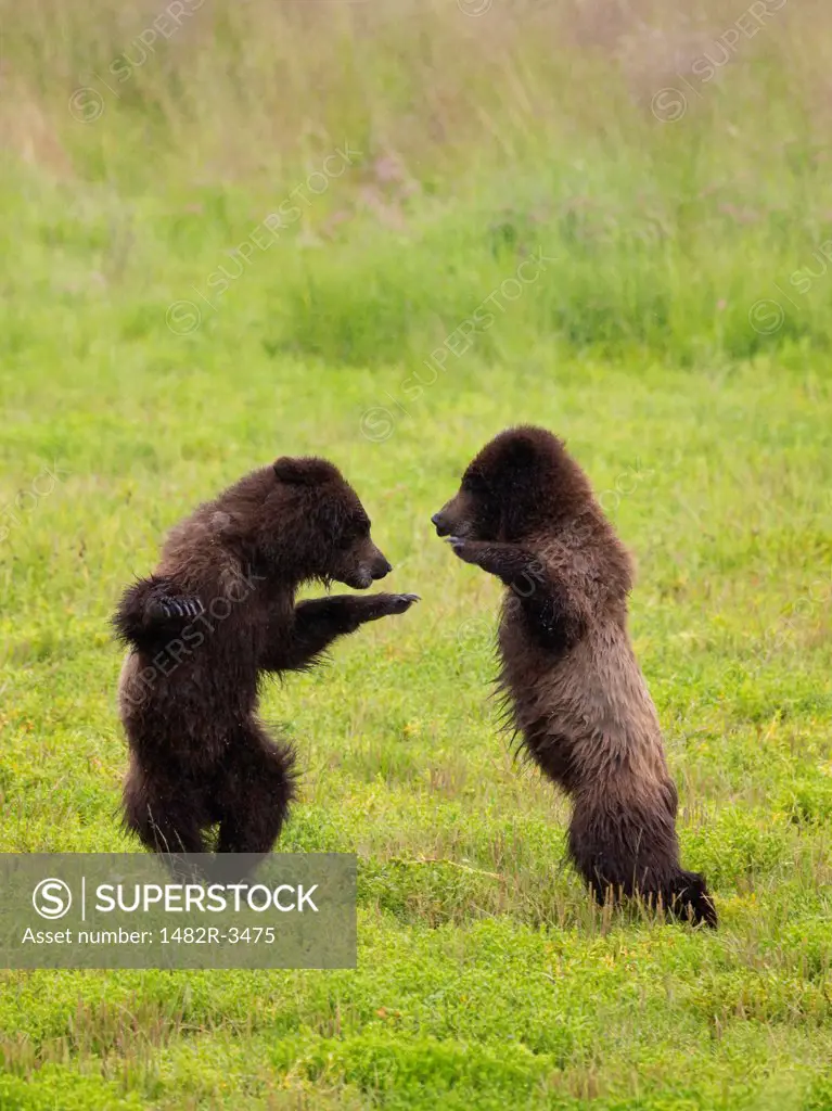 Brown bear (Ursus arctos) cubs playing in a field, Pack Creek, Admiralty Island National Monument, Admiralty Island, Alaska, USA