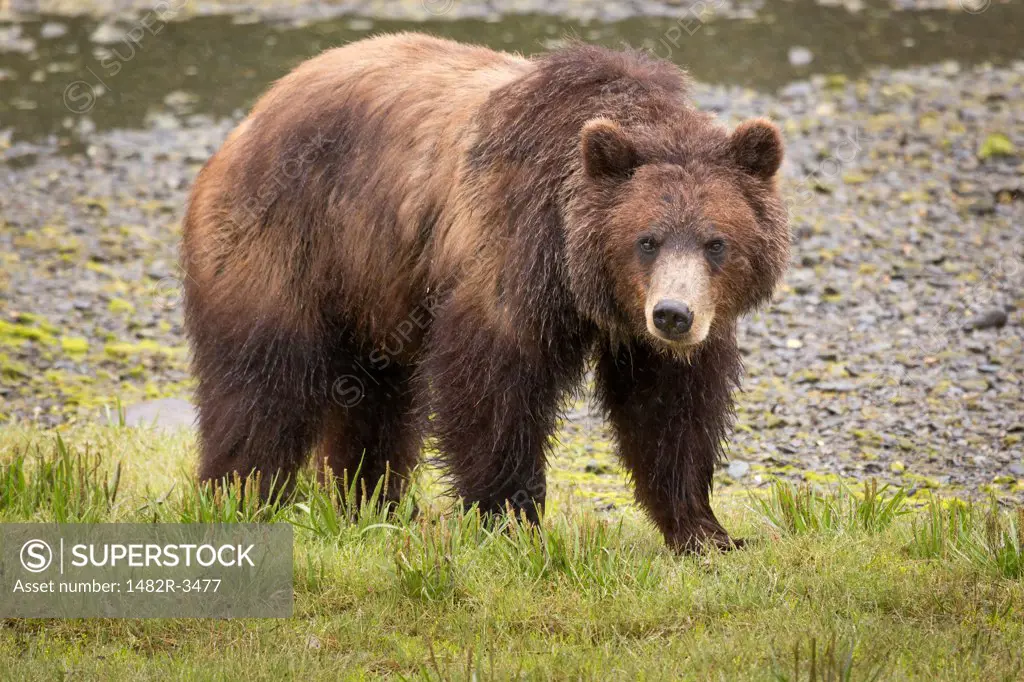 Brown bear (Ursus arctos) in a field, Pack Creek, Admiralty Island National Monument, Admiralty Island, Alaska, USA