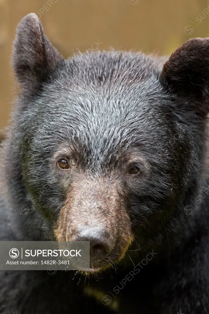Close-up of a Black bear, Anan Creek, Wrangell, Alaska, USA