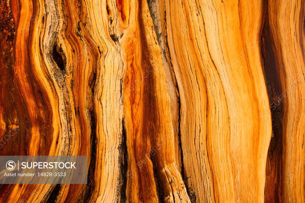 Close-up of a details of a pine tree, Ancient Bristlecone Pine Forest, White Mountains Wilderness, Inyo National Forest, California, USA