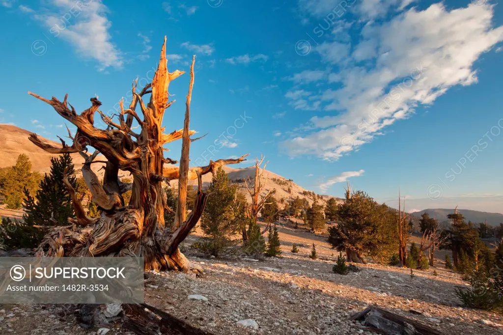 Trees on a hill, Ancient Bristlecone Pine Forest, White Mountains Wilderness, Inyo National Forest, California, USA
