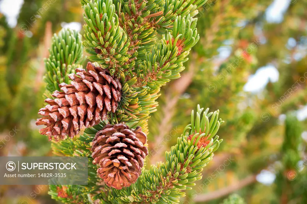 Bristlecone Pinecones on a tree, Ancient Bristlecone Pine Forest, White Mountains Wilderness, Inyo National Forest, California, USA