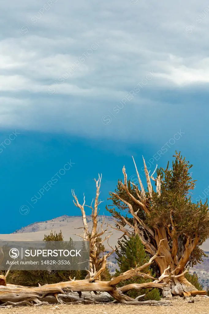 Storm clouds over a forest, Ancient Bristlecone Pine Forest, White Mountains Wilderness, Inyo National Forest, California, USA