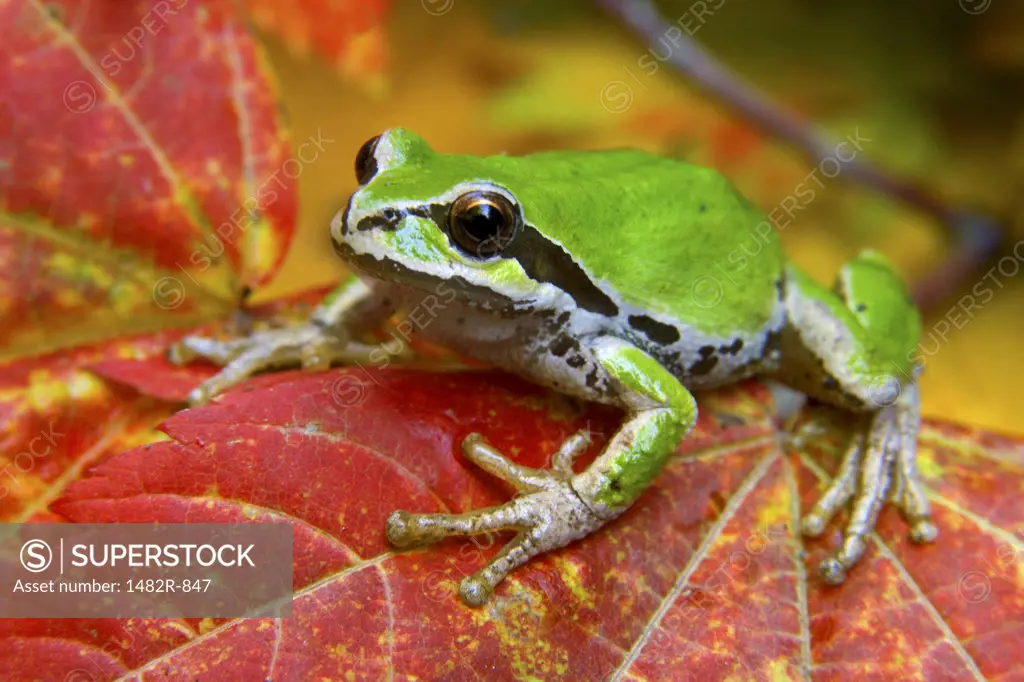 Close-up of a Green Tree Frog on a leaf, Olympic National Park, Washington, USA