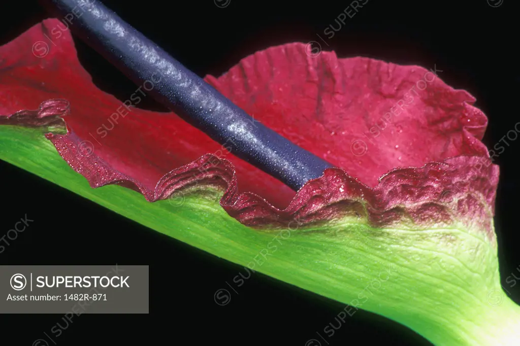 Close-up of a Dragon Arum (Dracunculus vulgaris)