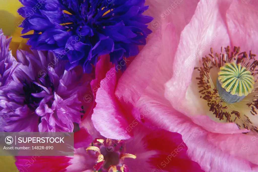Close-up of a poppy and Bachelor Buttons