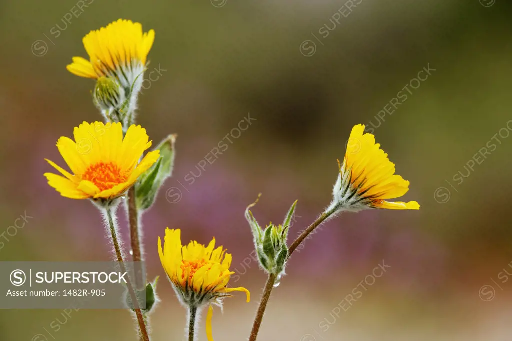 Close-up of Desert Sunflowers (Gerea Canescens)