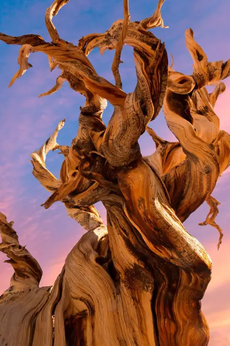 Low angle view of a dead tree, Ancient Bristlecone Pine Forest, White Mountains Wilderness, Inyo National Forest, California, USA