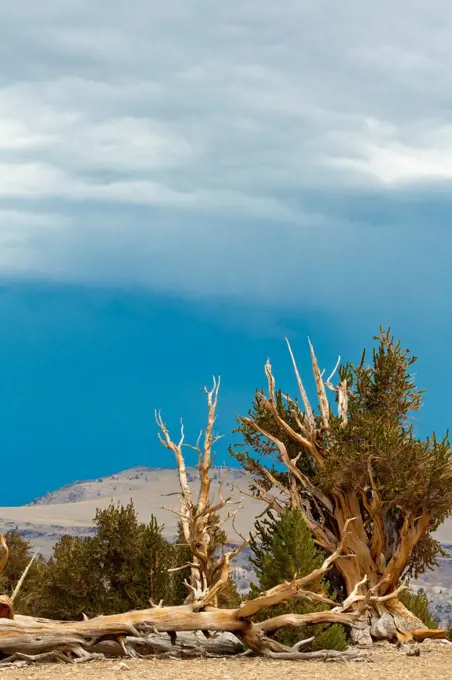 Storm clouds over a forest, Ancient Bristlecone Pine Forest, White Mountains Wilderness, Inyo National Forest, California, USA