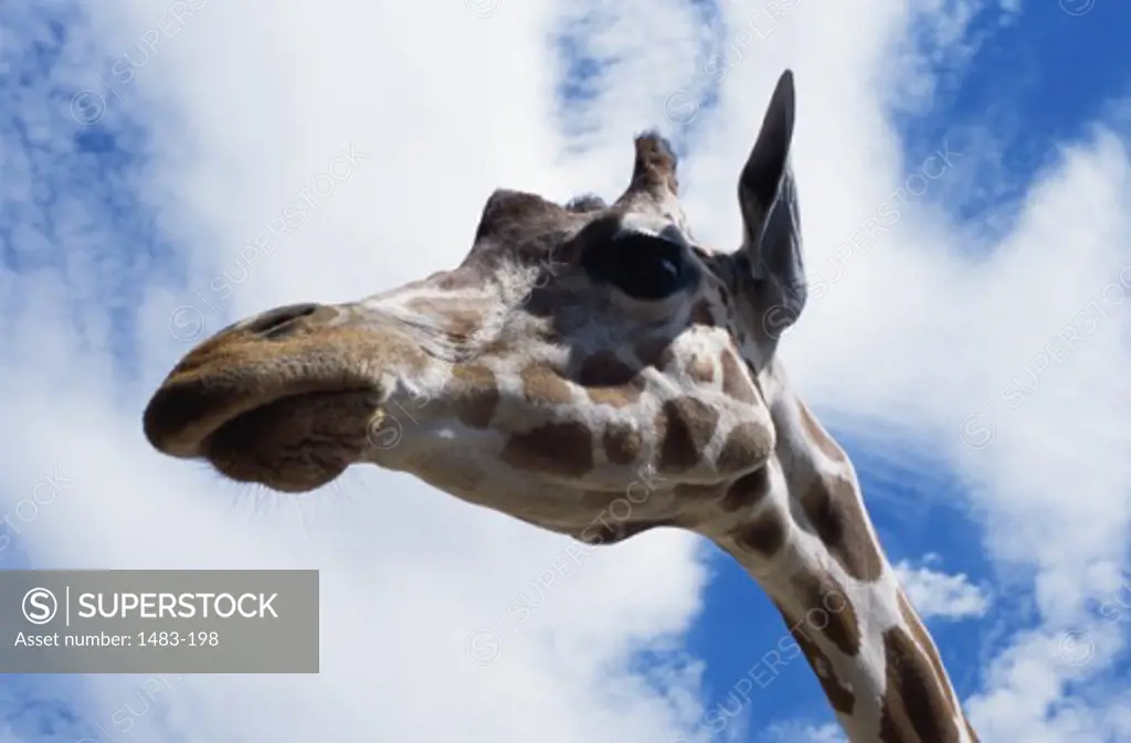 Close-up of a giraffe (camelopardalis)