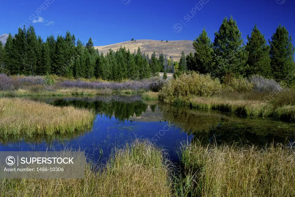 Beaver Ponds Sun Valley Idaho, USA