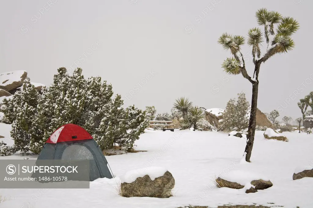 Tent on a snow covered landscape, Joshua Tree National Park, California, USA