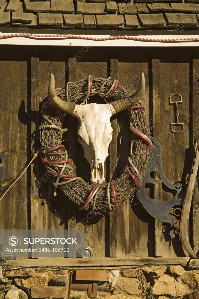 Bull head with a wreath hanging on a wall