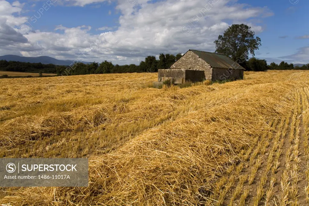 Cottage in a wheat field, Cahir, County Tipperary, Munster Province, Ireland