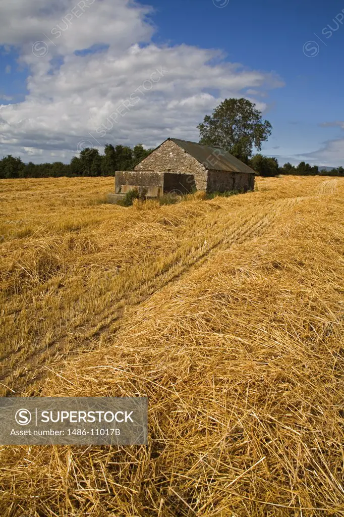 Cottage in a wheat field, Cahir, County Tipperary, Munster Province, Ireland