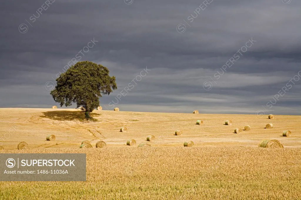 Tree in a wheat field, County Carlow, Leinster Province, Ireland
