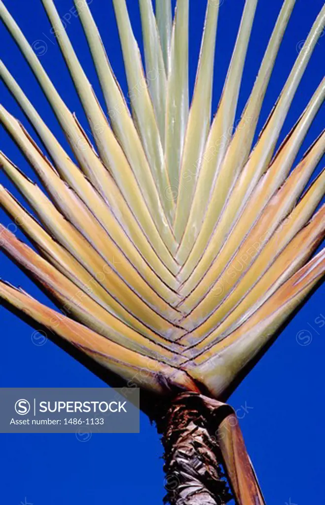 Close-up of a palm frond