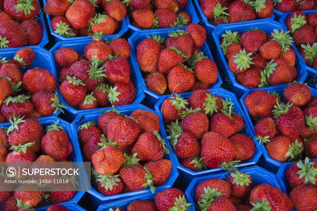 Strawberries for sale at a market stall, Torget Market, Bergen, Hordaland County, Norway