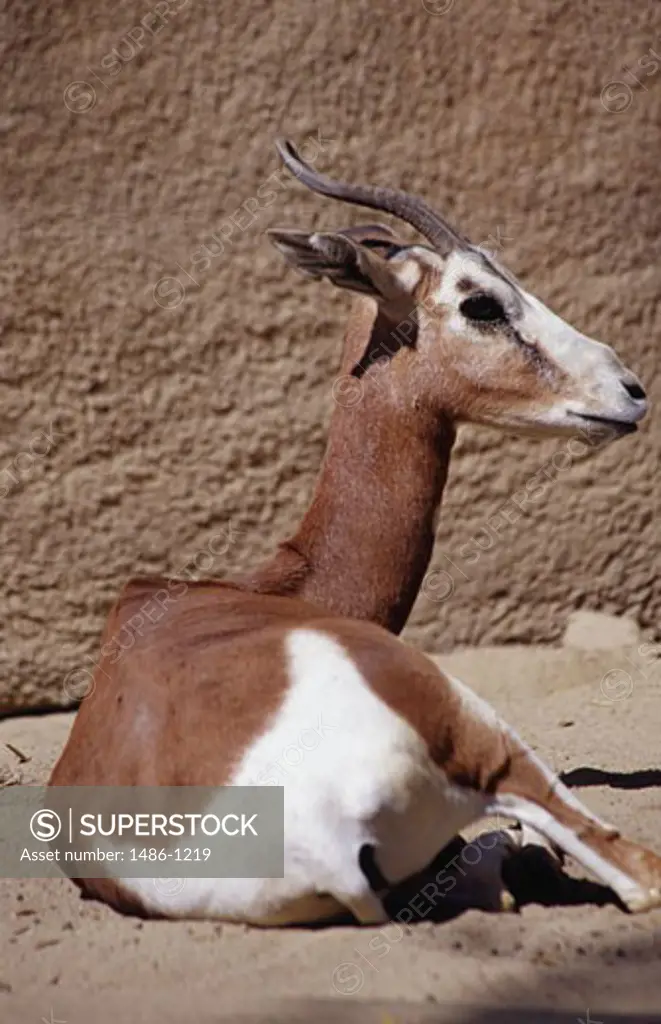Nubian Soemmerring's Gazelle San Diego Zoo San Diego, California, USA